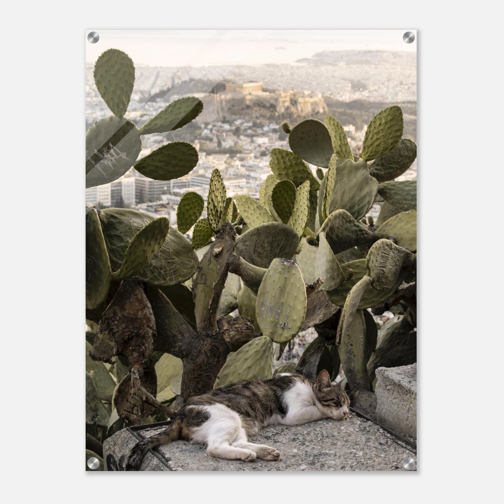 Cat Napproduct_typeMy Store9387ba30 - c11c - 436b - 998a - f62c130853efChristianSosa.art