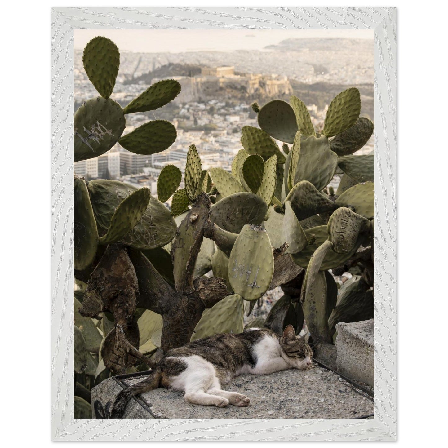 Cat Napproduct_typeMy Storee3d7ef15 - 5742 - 4fb1 - 883a - 064adceee129ChristianSosa.art