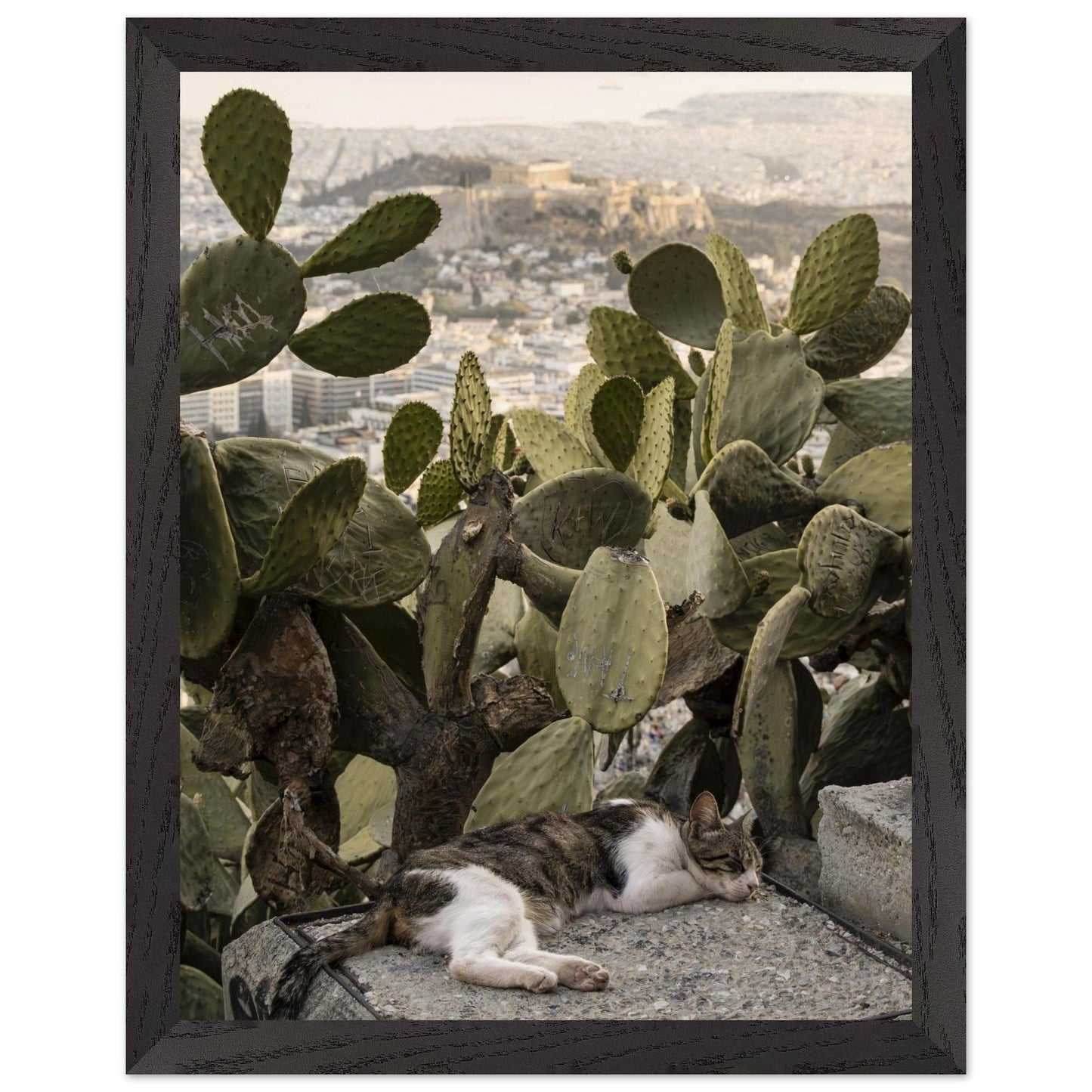 Cat Napproduct_typeMy Store97c0a5cb - 1a78 - 44f0 - a69e - 101e03b39feaChristianSosa.art
