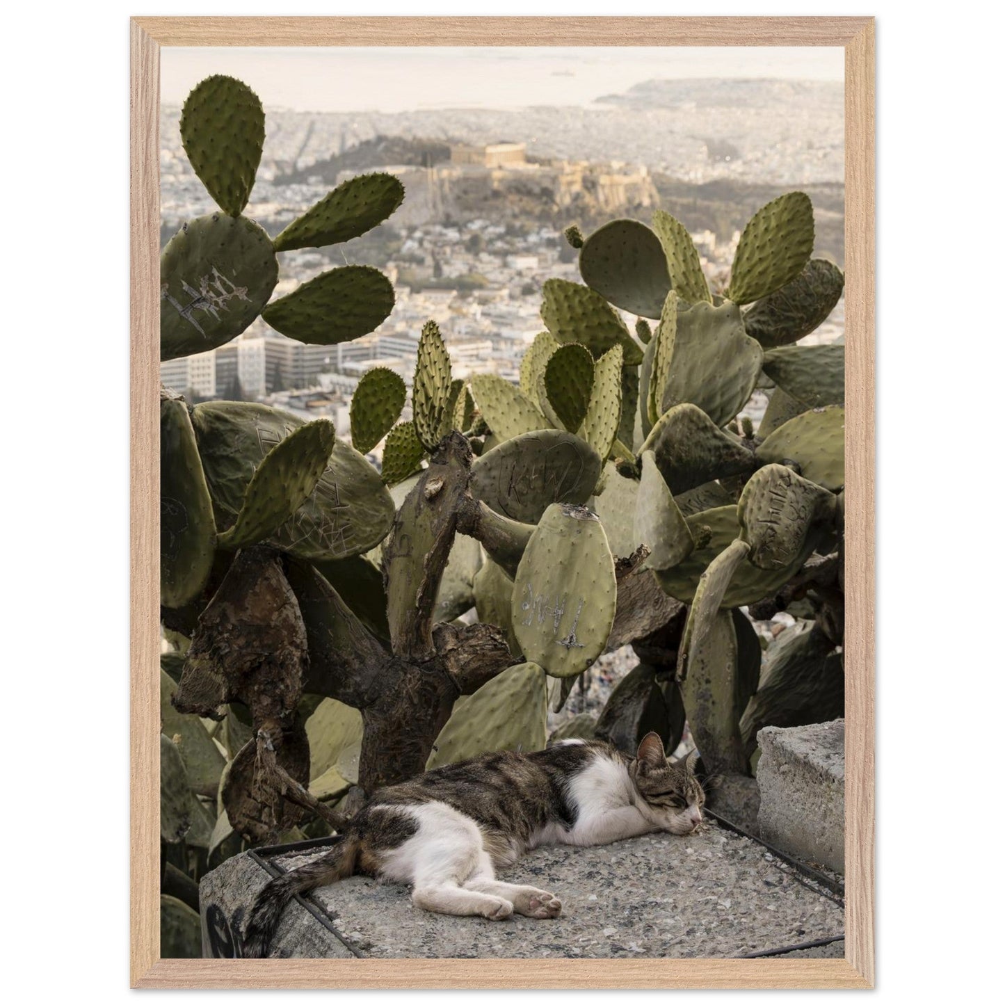 Cat Napproduct_typeMy Store7b26bd99 - 680e - 4c1a - 8369 - e1b6c5fda1c7ChristianSosa.art