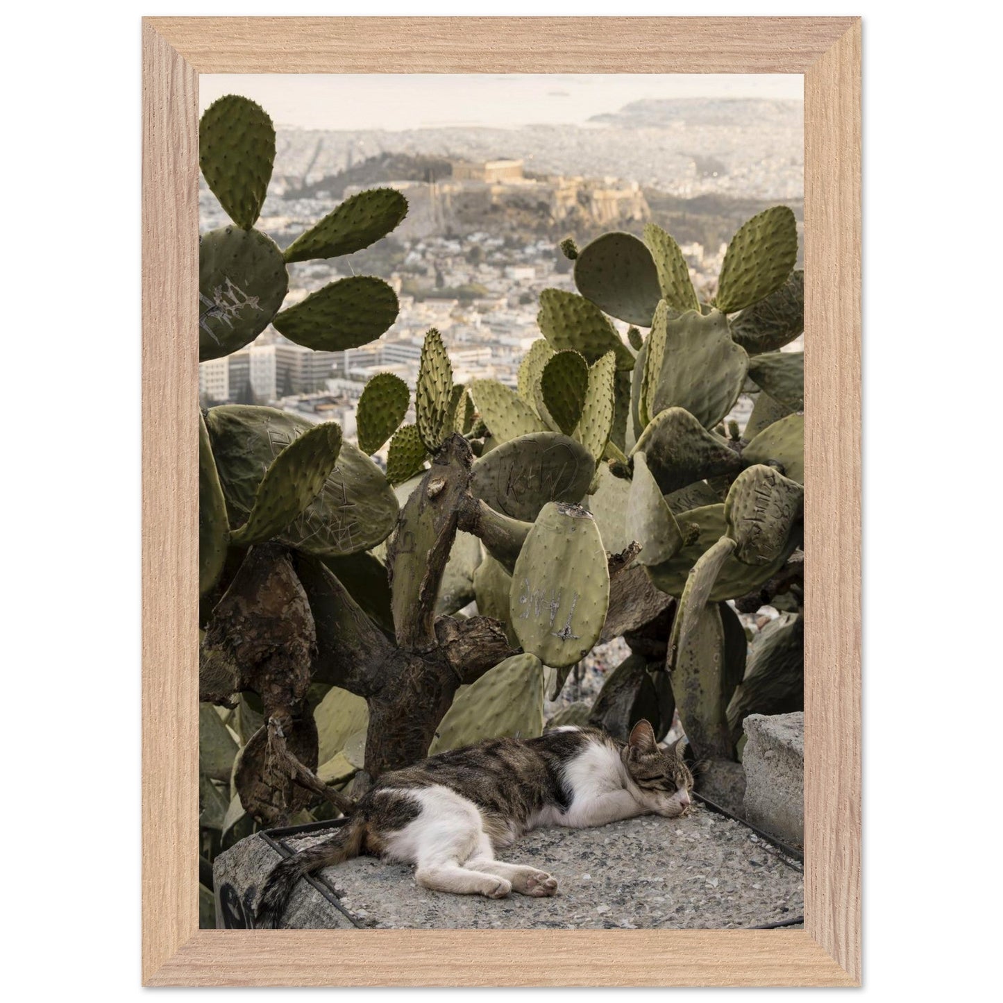 Cat Napproduct_typeMy Storedf328b8e - dad3 - 4839 - 93bb - 179d2b611265ChristianSosa.art