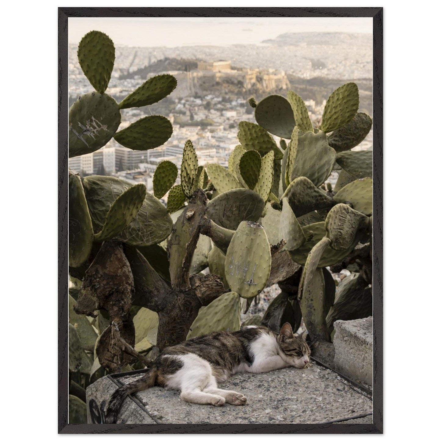 Cat Napproduct_typeMy Storeb9656464 - 375b - 4307 - 85e8 - b1e6e2b23b1cChristianSosa.art