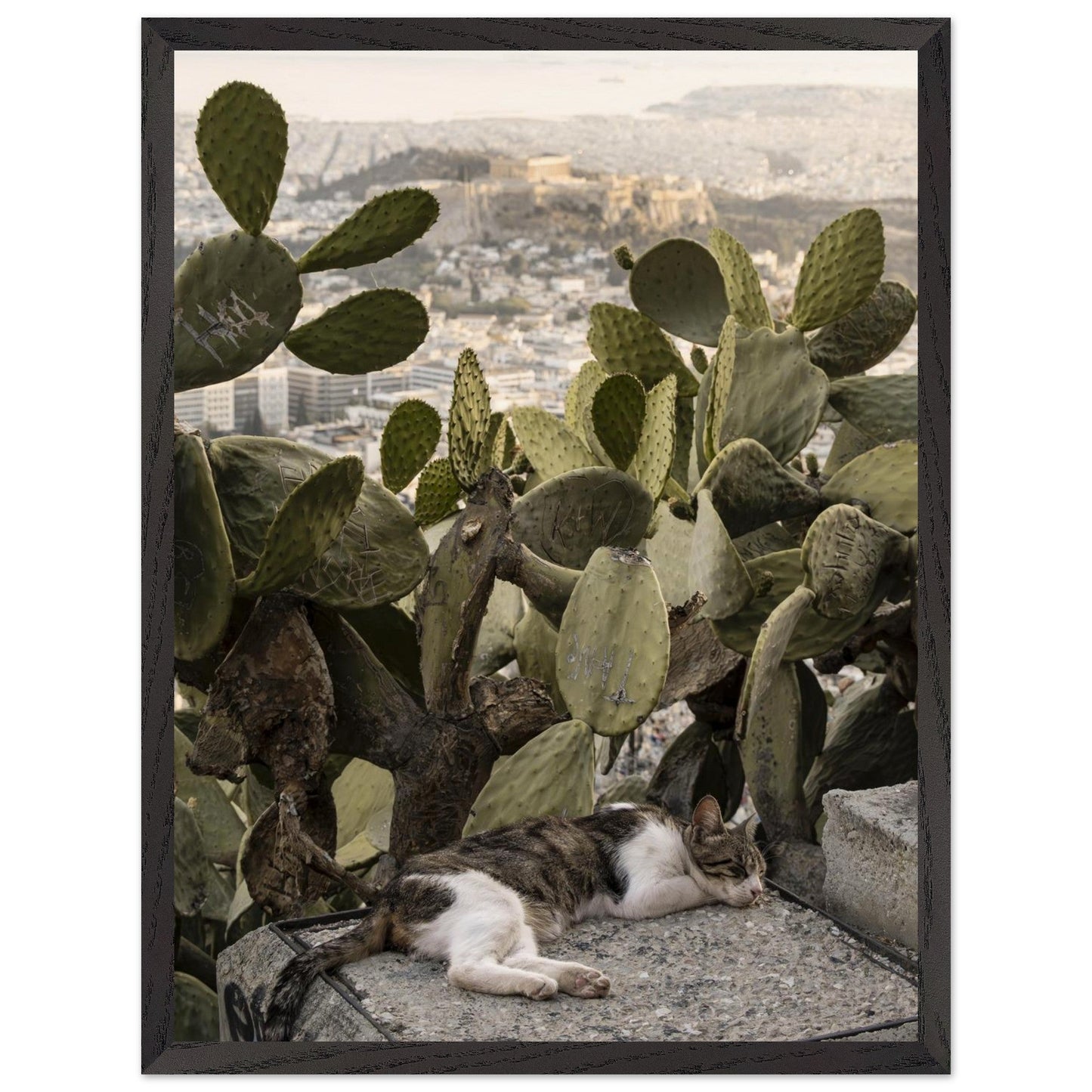 Cat Napproduct_typeMy Stored4e2414c - 7594 - 47ab - 80f7 - 0a4feac786aeChristianSosa.art