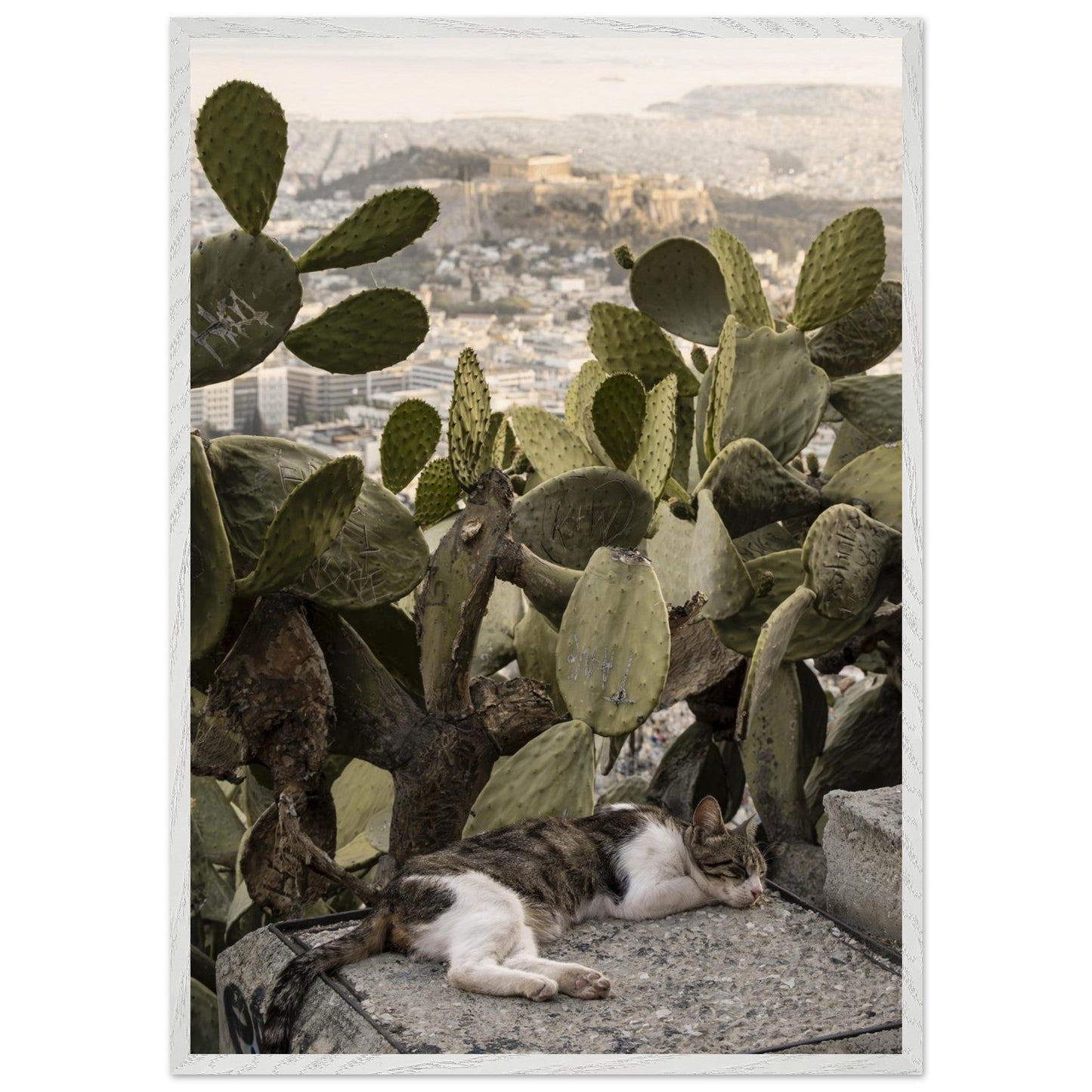 Cat Napproduct_typeMy Storec91caabe - 95f7 - 4262 - b292 - 457728c24ea2ChristianSosa.art