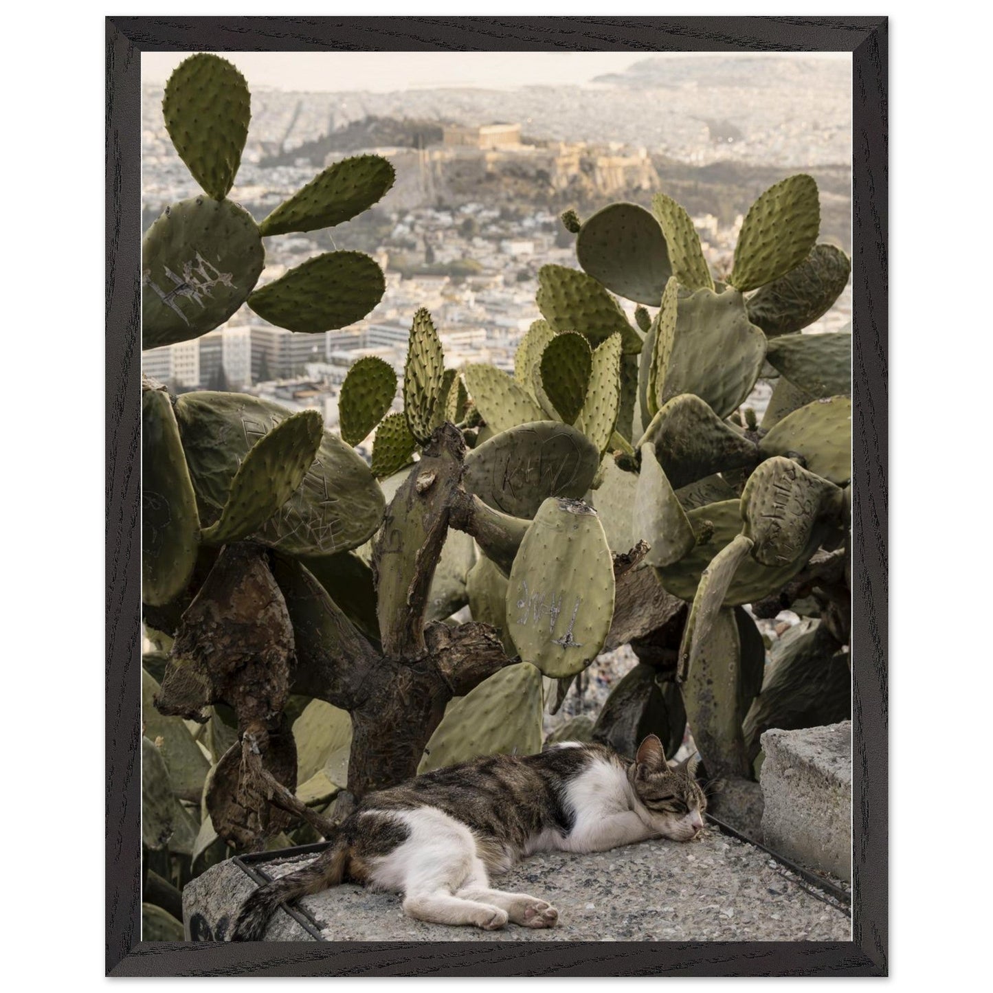 Cat Napproduct_typeMy Store156e5cf2 - 874f - 4e52 - bbb0 - 3c3dbb336b57ChristianSosa.art