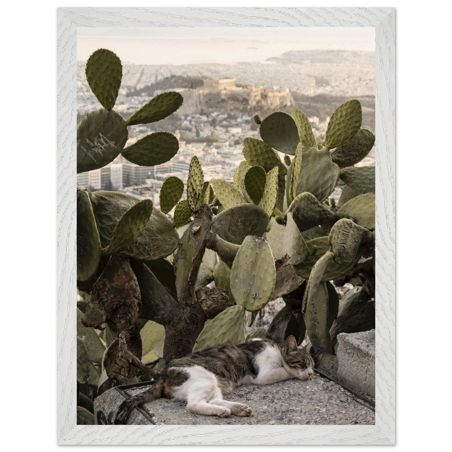 Cat Napproduct_typeMy Store3626014f - 59d4 - 495b - bf81 - 12cb1019b336ChristianSosa.art