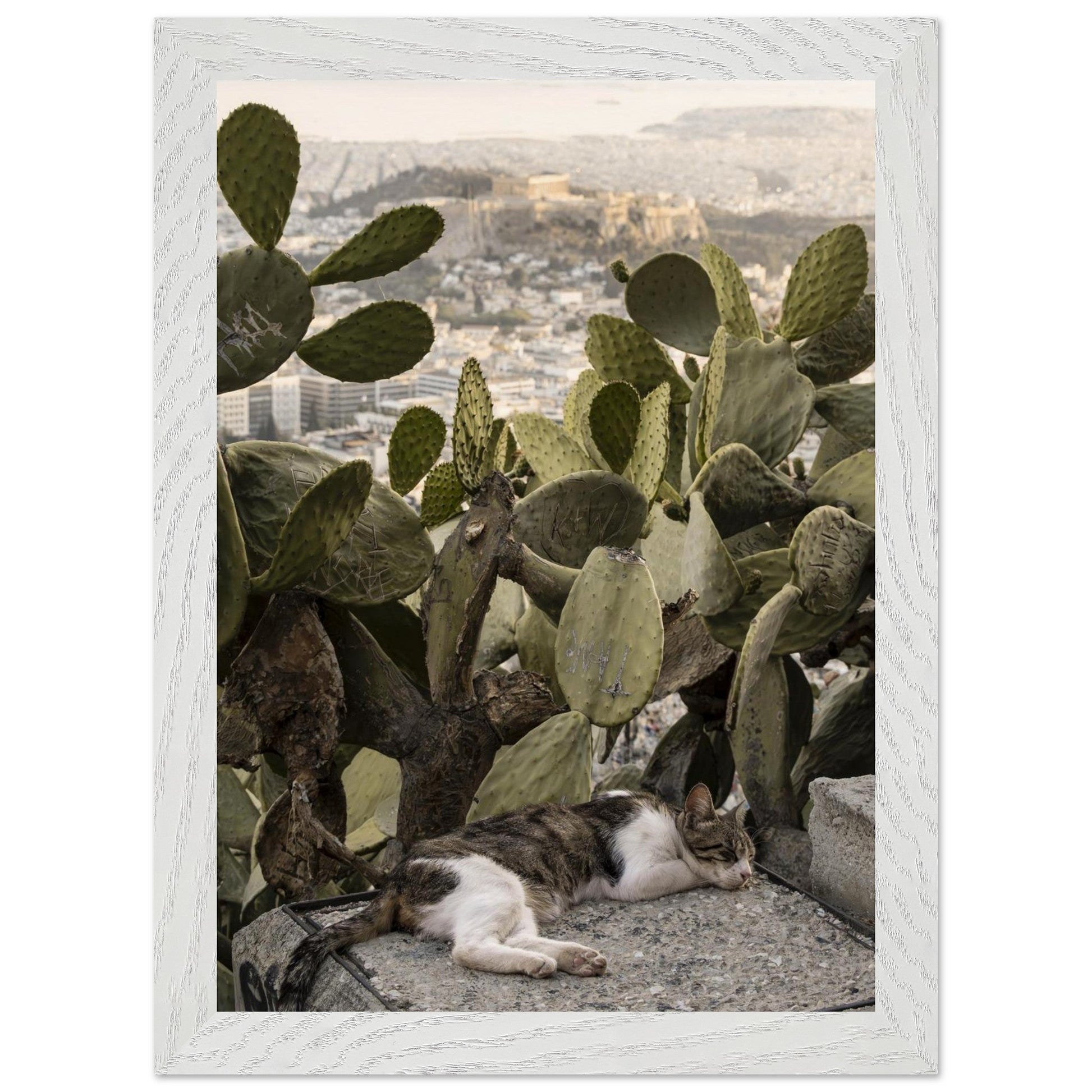 Cat Napproduct_typeMy Store652d91f1 - 9880 - 4dd8 - ac84 - 1c1f08685bc3ChristianSosa.art