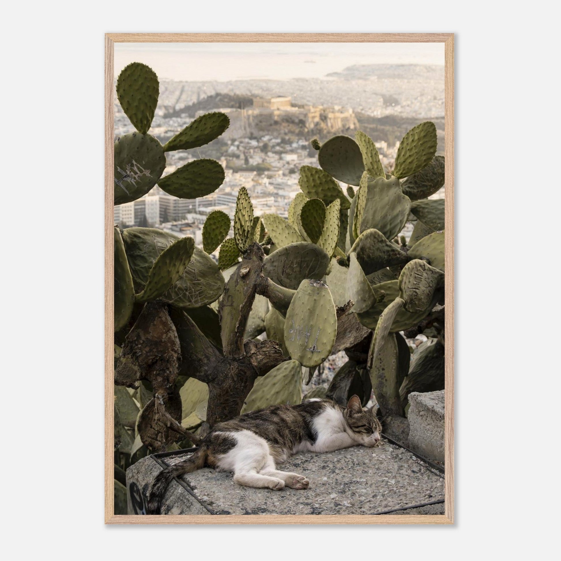Cat Napproduct_typeMy Storead0c342d - 96ea - 4070 - 9086 - b10f0eb5265dChristianSosa.art