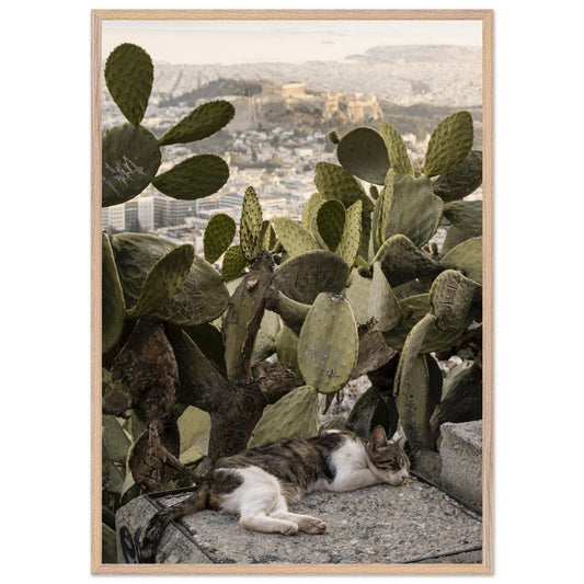 Cat Napproduct_typeMy Store4920403a - 2192 - 4af7 - 9c4d - 9b9b80c3639fChristianSosa.art