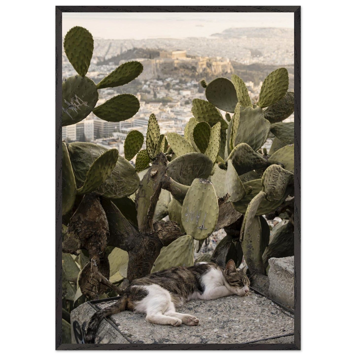 Cat Napproduct_typeMy Storeb082c14d - e369 - 432a - a7b1 - 2488e5211f44ChristianSosa.art