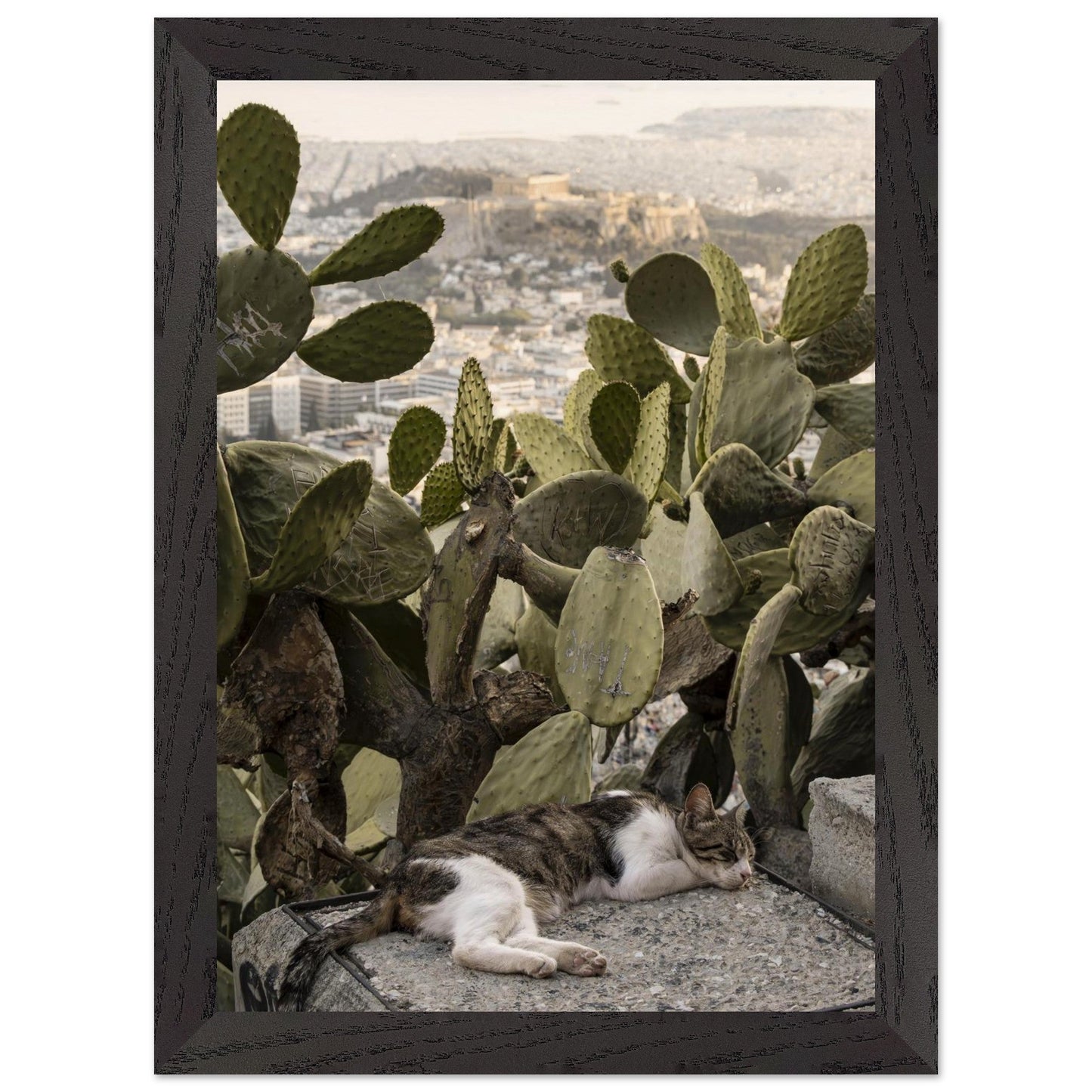 Cat Napproduct_typeMy Store1315e964 - 54d6 - 4576 - 82c3 - 9ccabc6efd53ChristianSosa.art