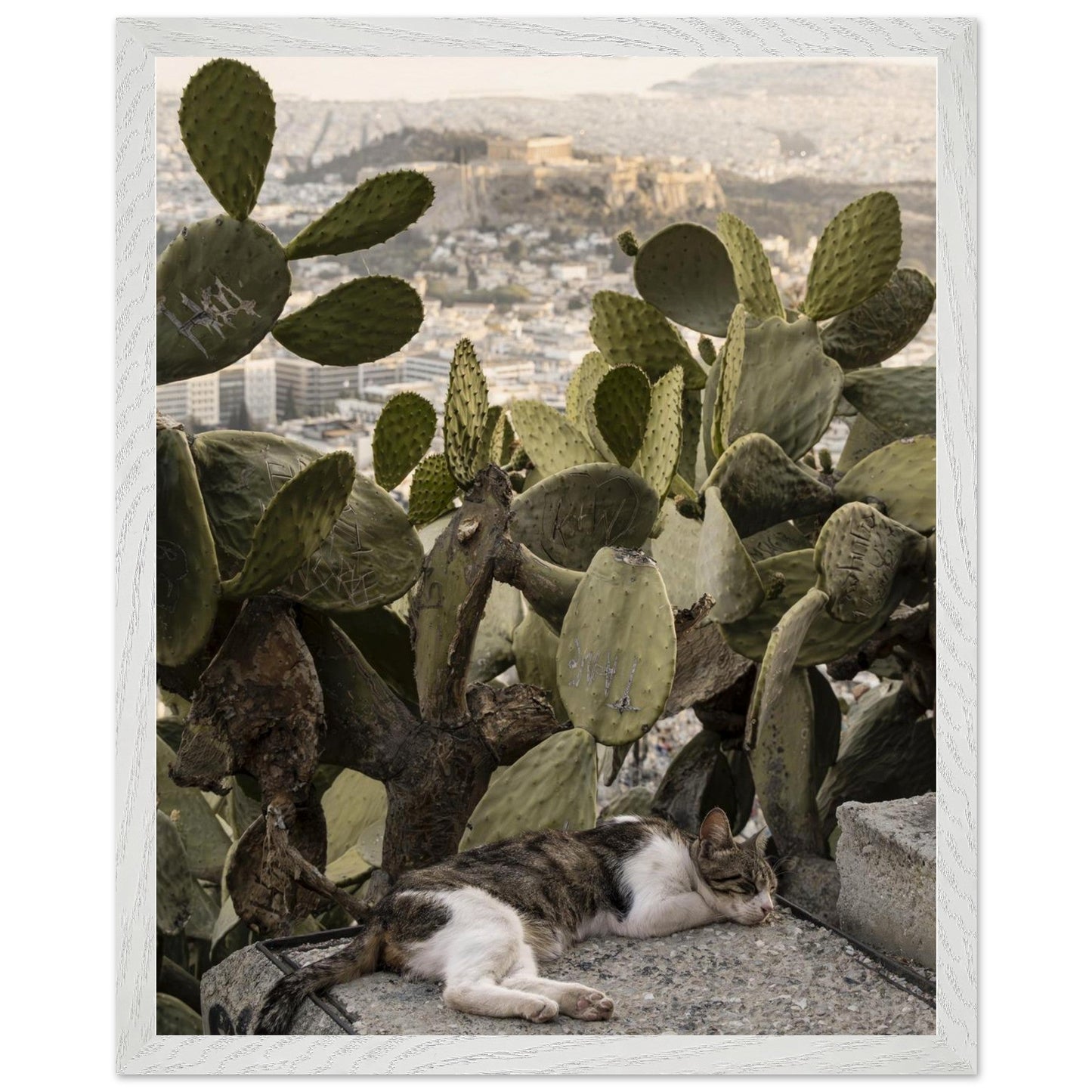 Cat Napproduct_typeMy Store13872353 - 49a6 - 4625 - 90ab - 183d47a8ef62ChristianSosa.art