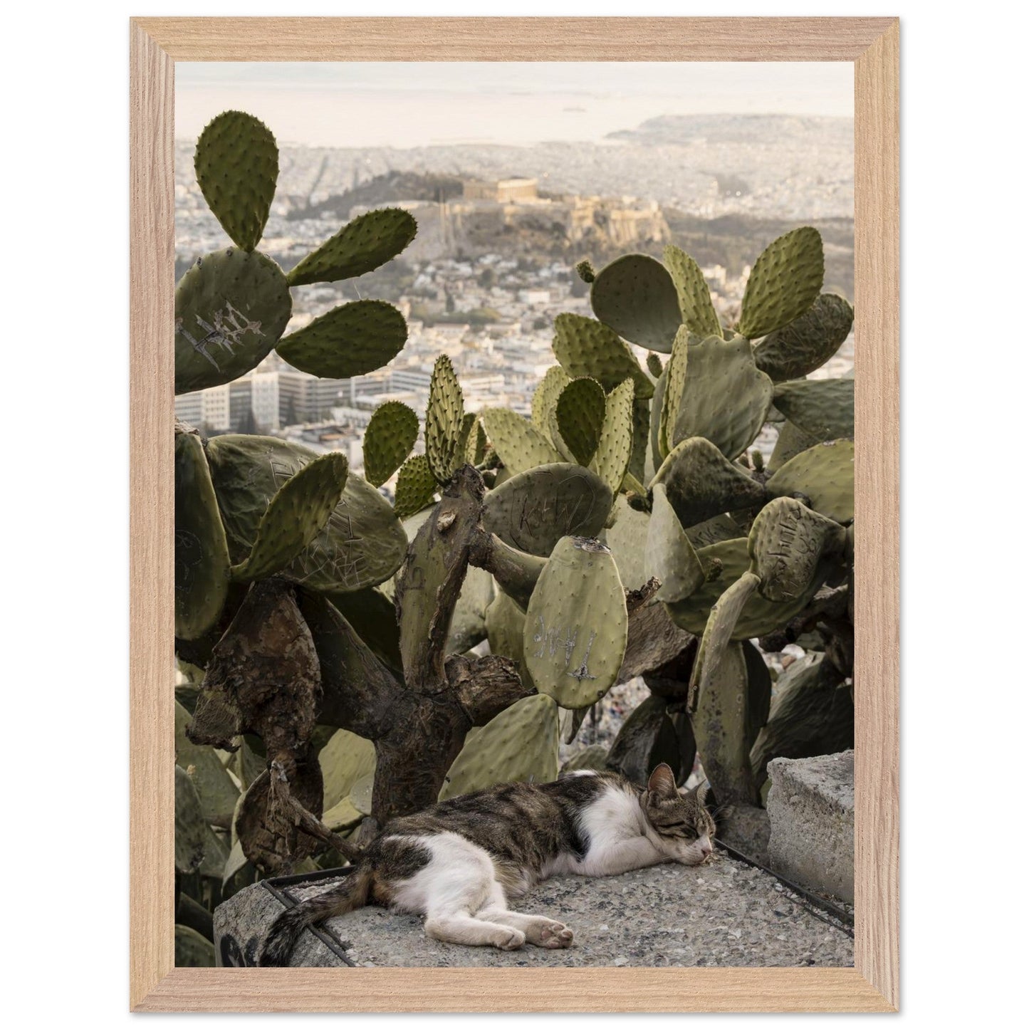 Cat Napproduct_typeMy Store8a2e7e94 - eb5a - 4c4d - 92be - 864d268f49f7ChristianSosa.art