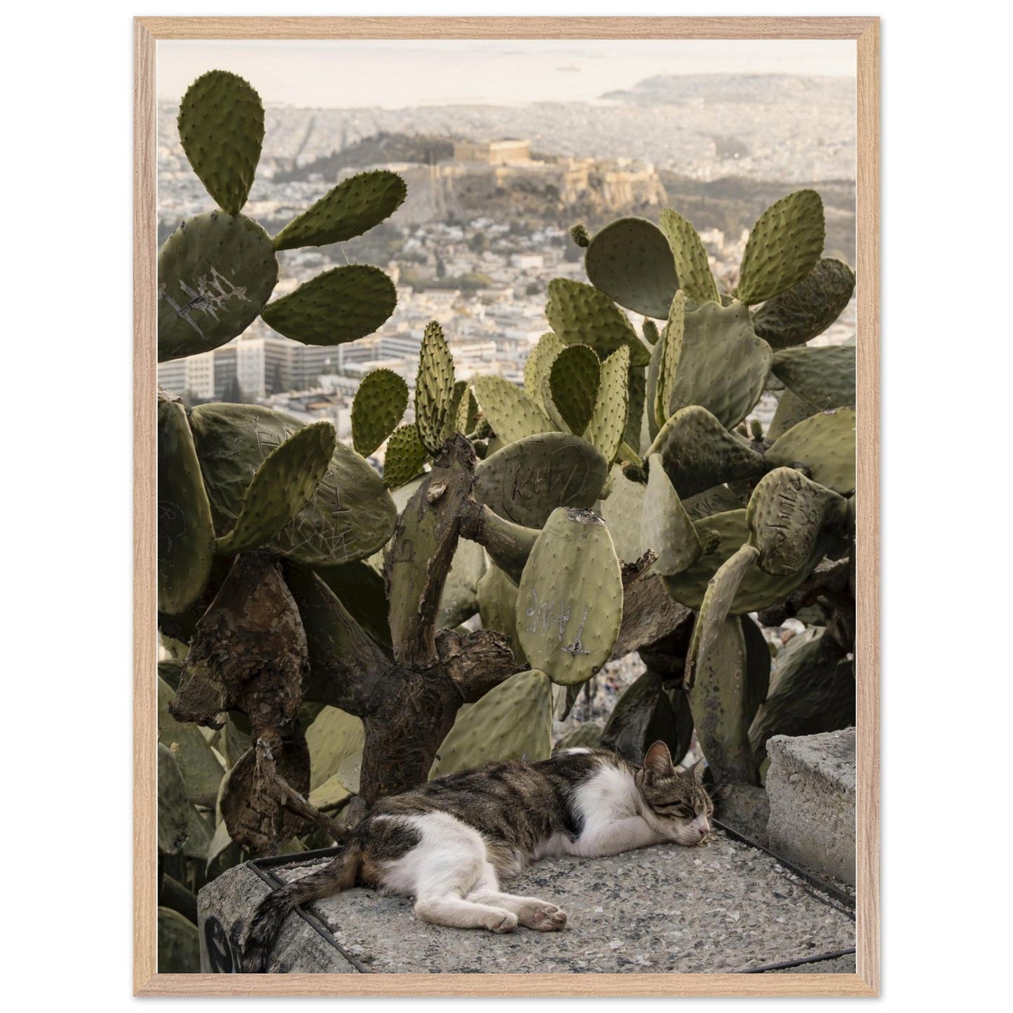 Cat Napproduct_typeMy Storeff0d1bd5 - 690b - 49a4 - b090 - ed965a87f7e5ChristianSosa.art