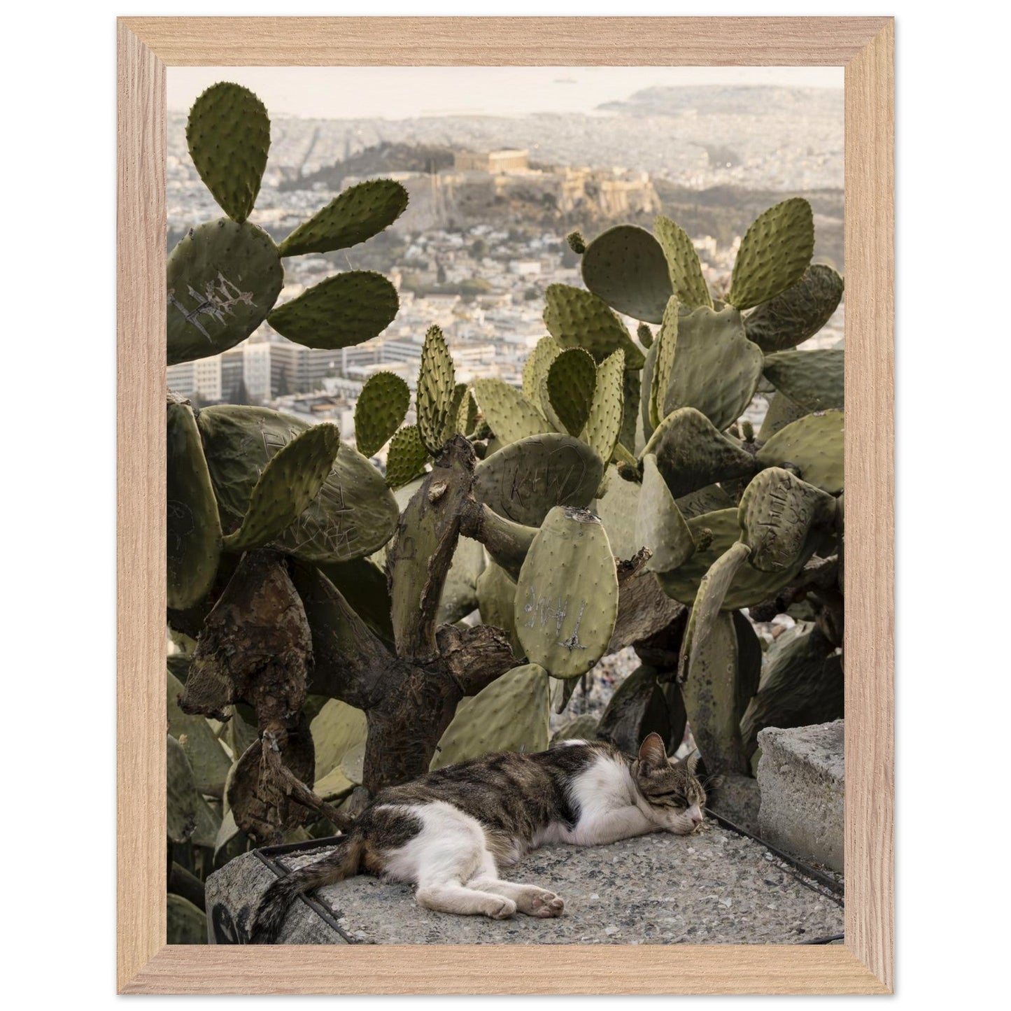 Cat Napproduct_typeMy Store6988703d - fb9d - 4274 - bc0f - f8c9d4184f5fChristianSosa.art
