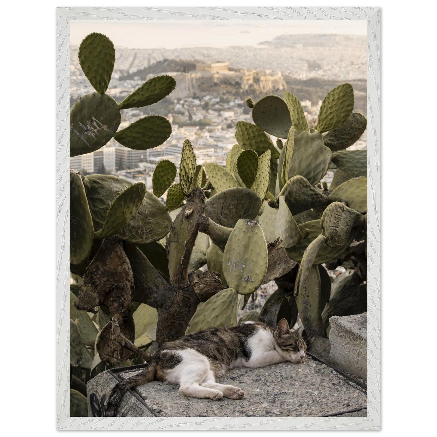 Cat Napproduct_typeMy Store96fca0ff - a455 - 4163 - ab0c - d90037782c81ChristianSosa.art