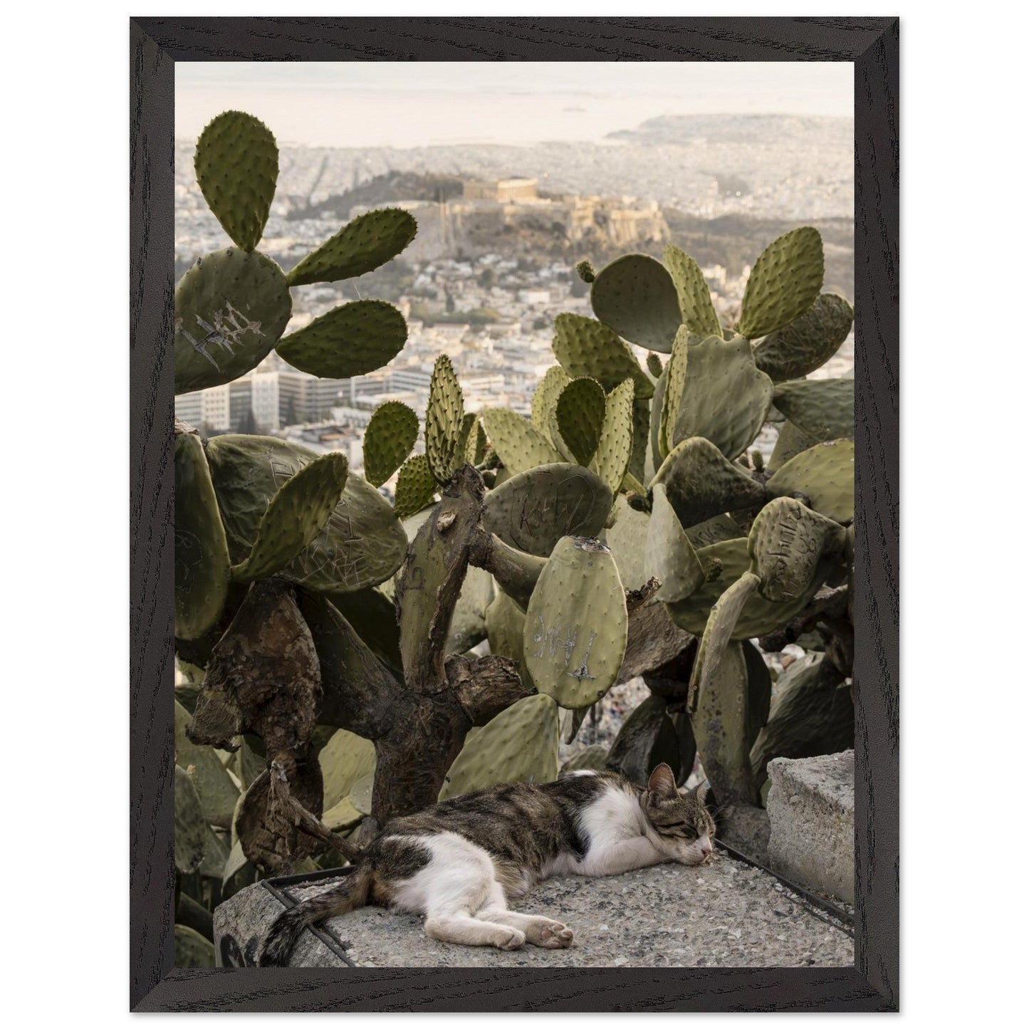Cat Napproduct_typeMy Storee4eeff73 - 76f1 - 4dd7 - ba45 - 2d3d979bd00fChristianSosa.art