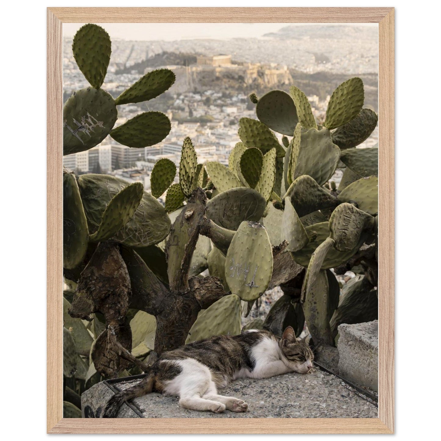 Cat Napproduct_typeMy Store86d39a81 - ed3f - 4a8b - b1c0 - 6ff251b1fd39ChristianSosa.art