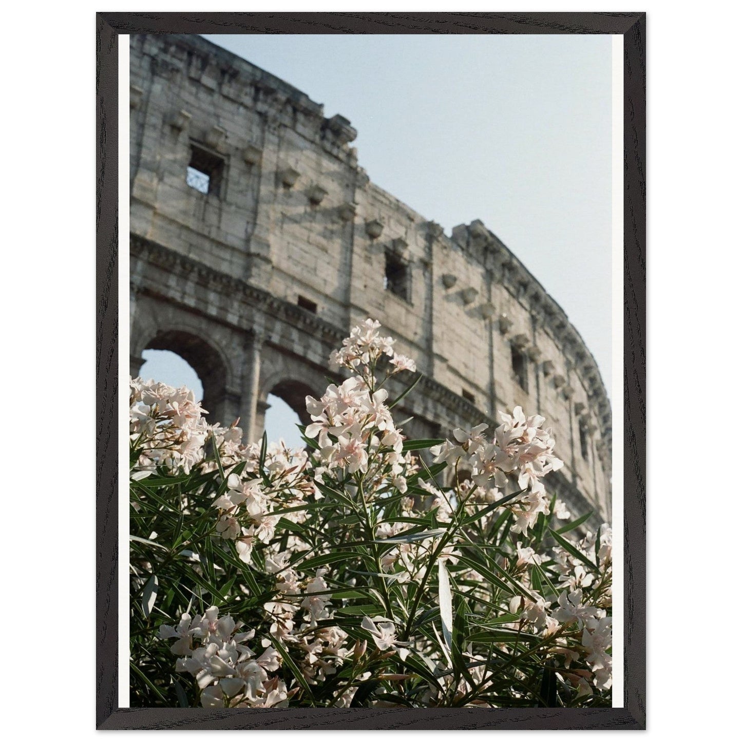 Colosseum Flower Filmproduct_typeMy Storea1268ab1 - f7ce - 4070 - b3f0 - 56680f8f7553ChristianSosa.art