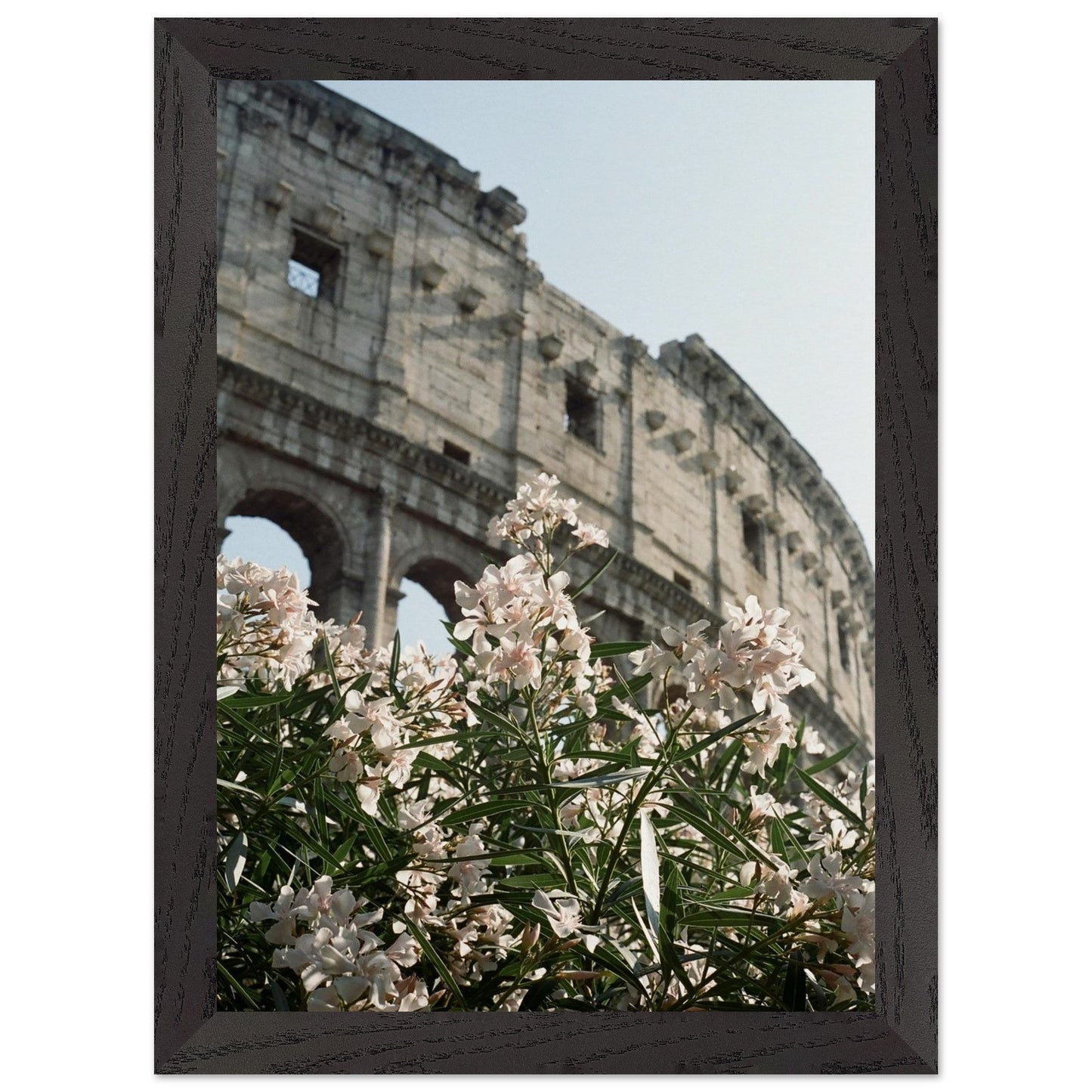 Colosseum Flower Filmproduct_typeMy Storec6ec3baf - c1b2 - 4500 - 9214 - a85f47419980ChristianSosa.art