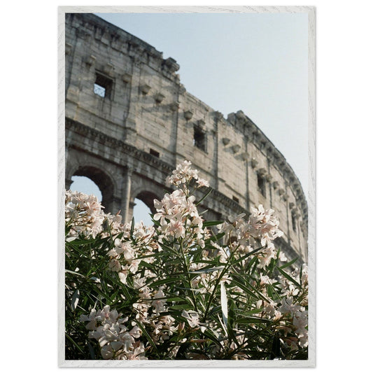 Colosseum Flower Filmproduct_typeMy Store3350b8eb - 9505 - 49ca - bf71 - 5fbd6bbe6624ChristianSosa.art