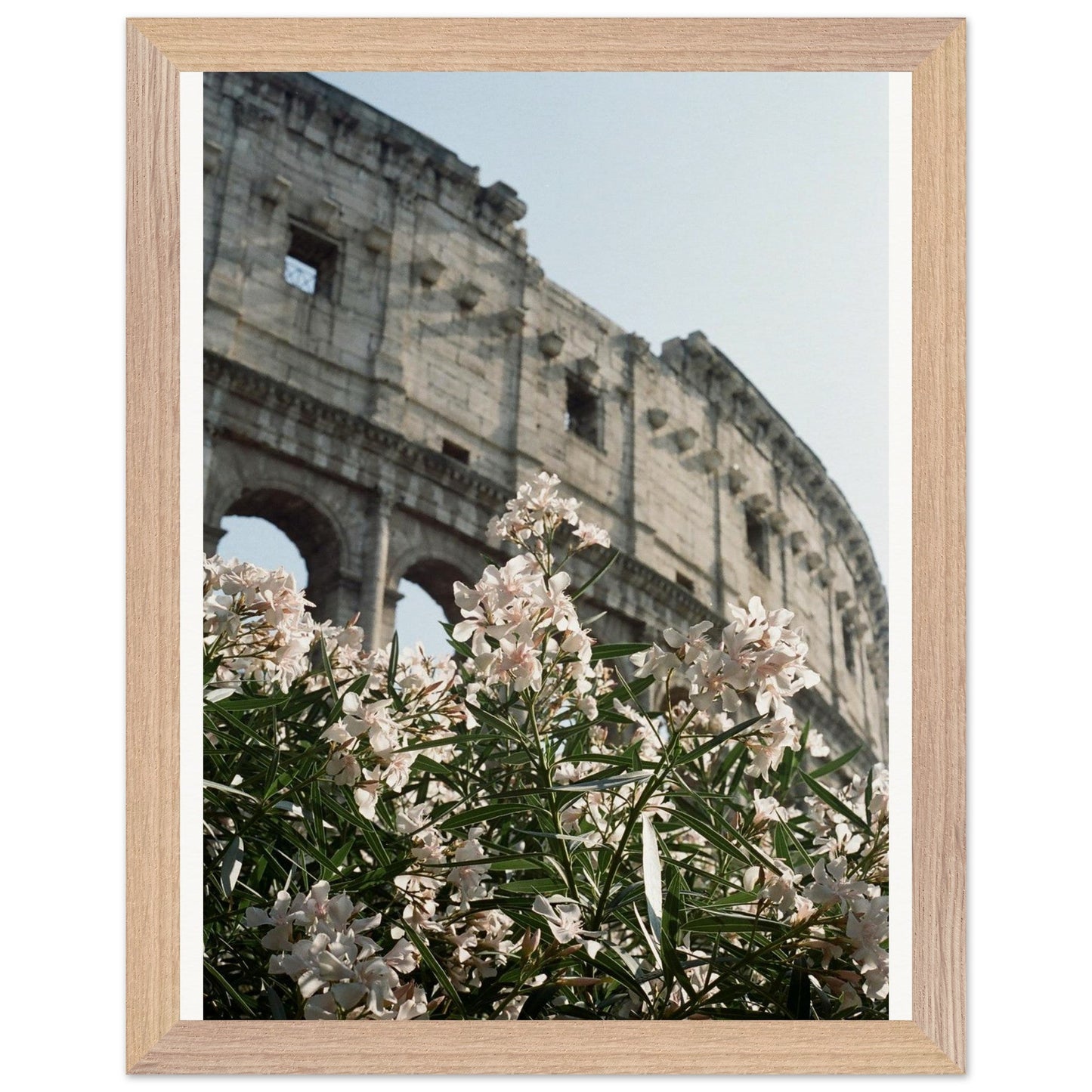 Colosseum Flower Filmproduct_typeMy Store8e3f777d - 5af5 - 466c - a73d - 3060aec91327ChristianSosa.art