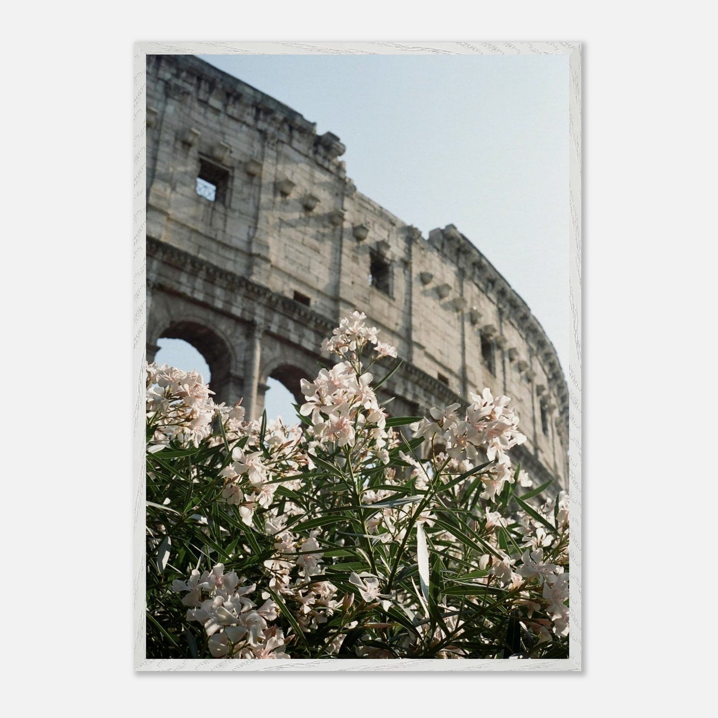 Colosseum Flower Filmproduct_typeMy Storebd920e7c - 7a59 - 46d0 - 8ed0 - cc93aaf3b48aChristianSosa.art