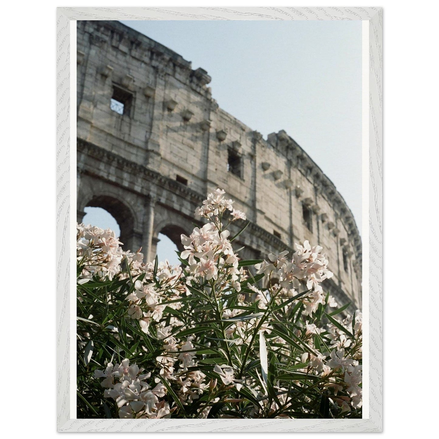 Colosseum Flower Filmproduct_typeMy Stored657d206 - 48f3 - 456c - b860 - 1782ba9e497fChristianSosa.art