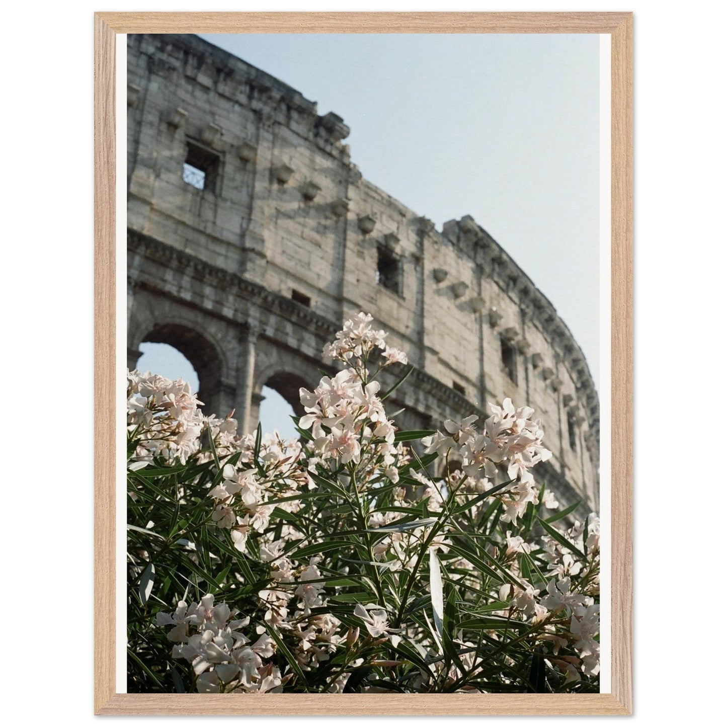 Colosseum Flower Filmproduct_typeMy Storec4c8b571 - 1fd2 - 44ba - b70c - 4d72d0ca6de8ChristianSosa.art