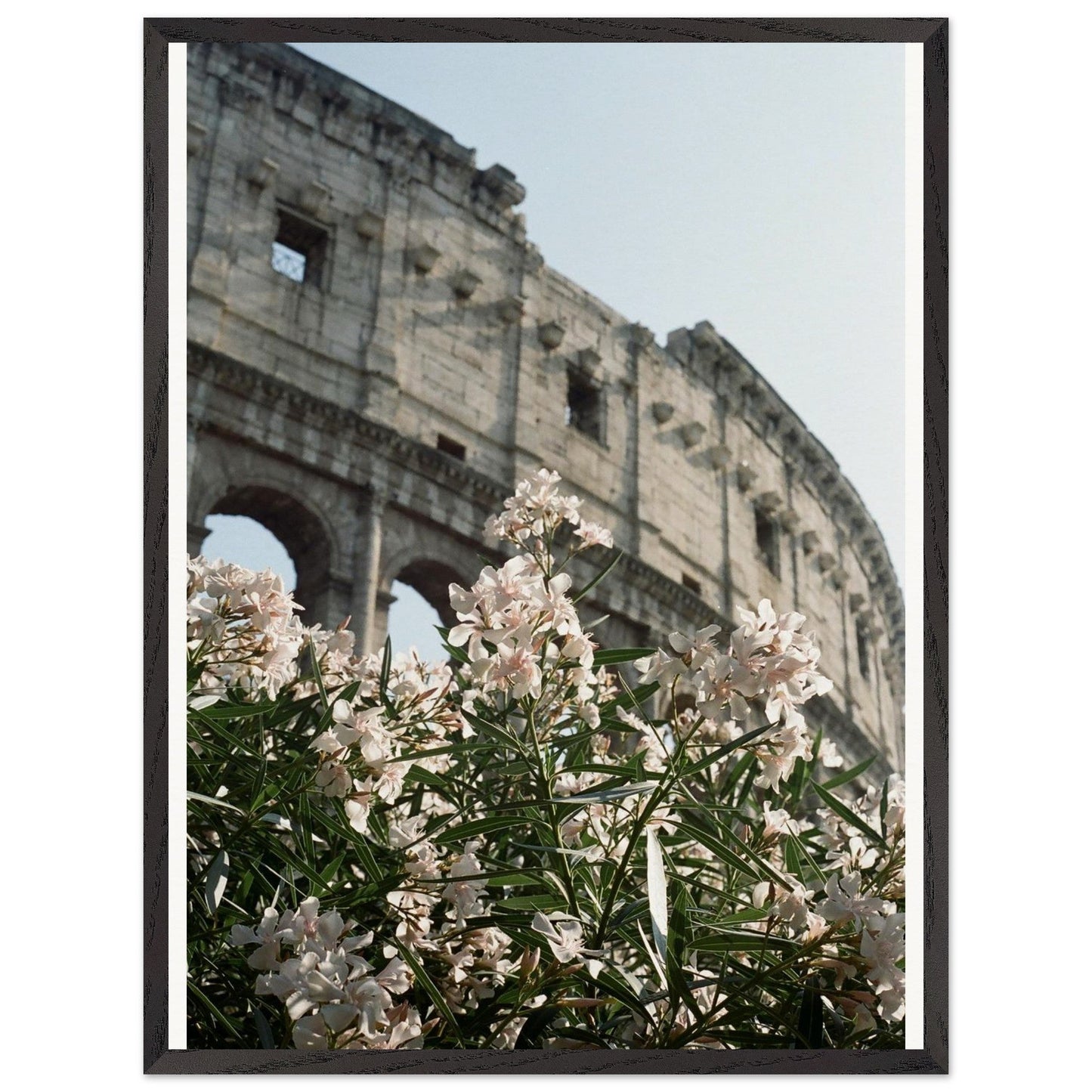 Colosseum Flower Filmproduct_typeMy Storee50988d4 - 1439 - 4b11 - 8a95 - cb685e57fd87ChristianSosa.art