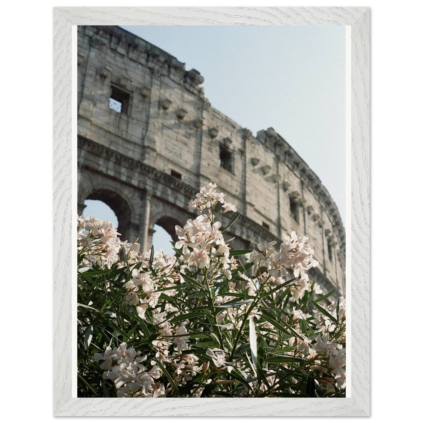 Colosseum Flower Filmproduct_typeMy Store94d993b0 - 9d06 - 416a - 9cca - 2681f4d45a36ChristianSosa.art