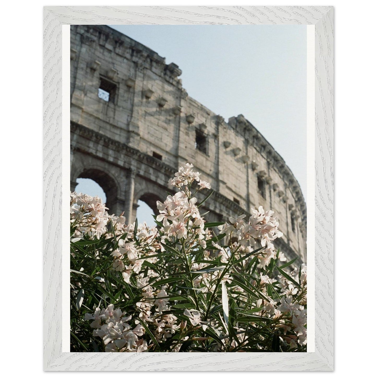 Colosseum Flower Filmproduct_typeMy Store6024c7ee - 086f - 4d3e - b2e5 - c61b01b18da6ChristianSosa.art