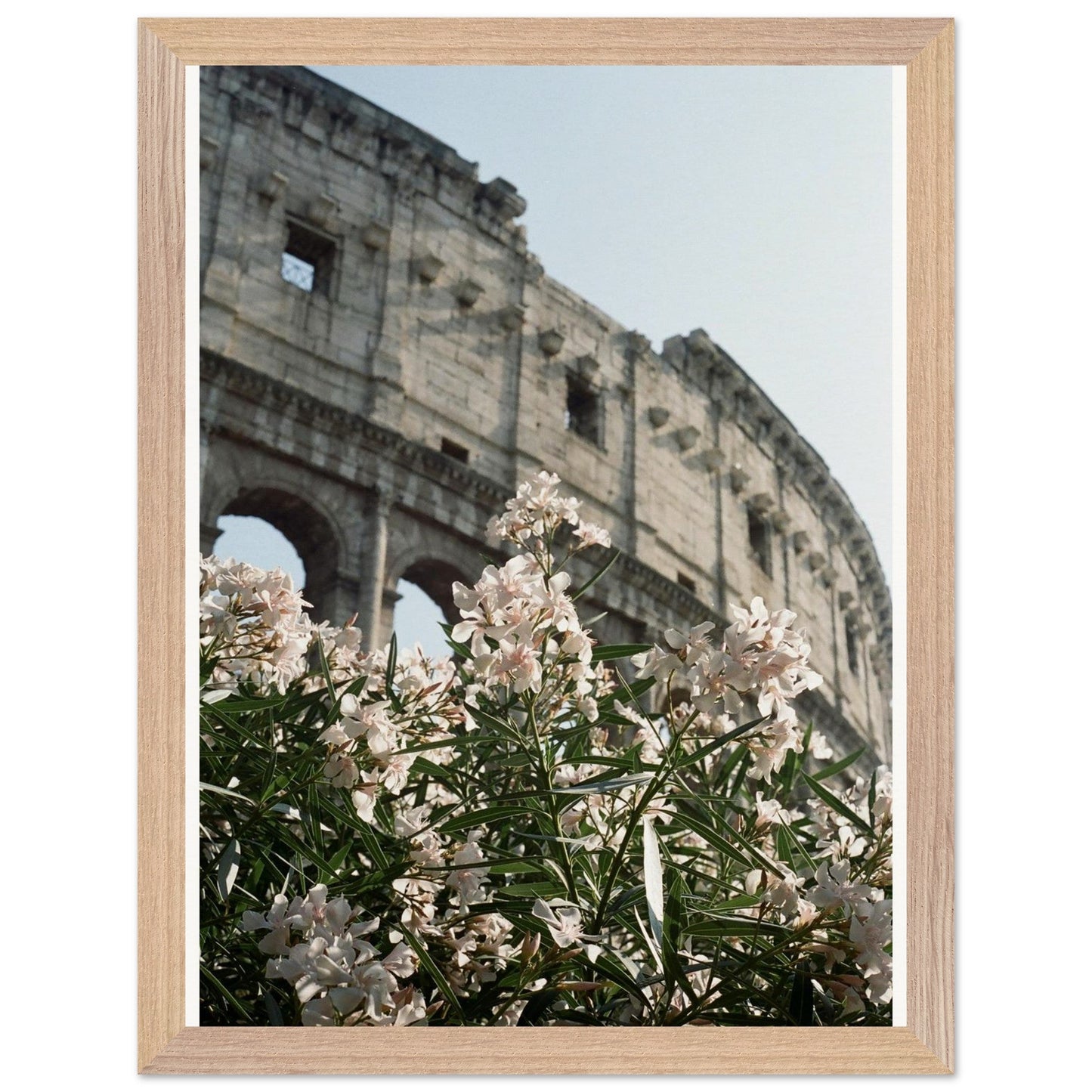 Colosseum Flower Filmproduct_typeMy Store596bf604 - 760e - 40b0 - 8e6b - 50baa87aa44fChristianSosa.art