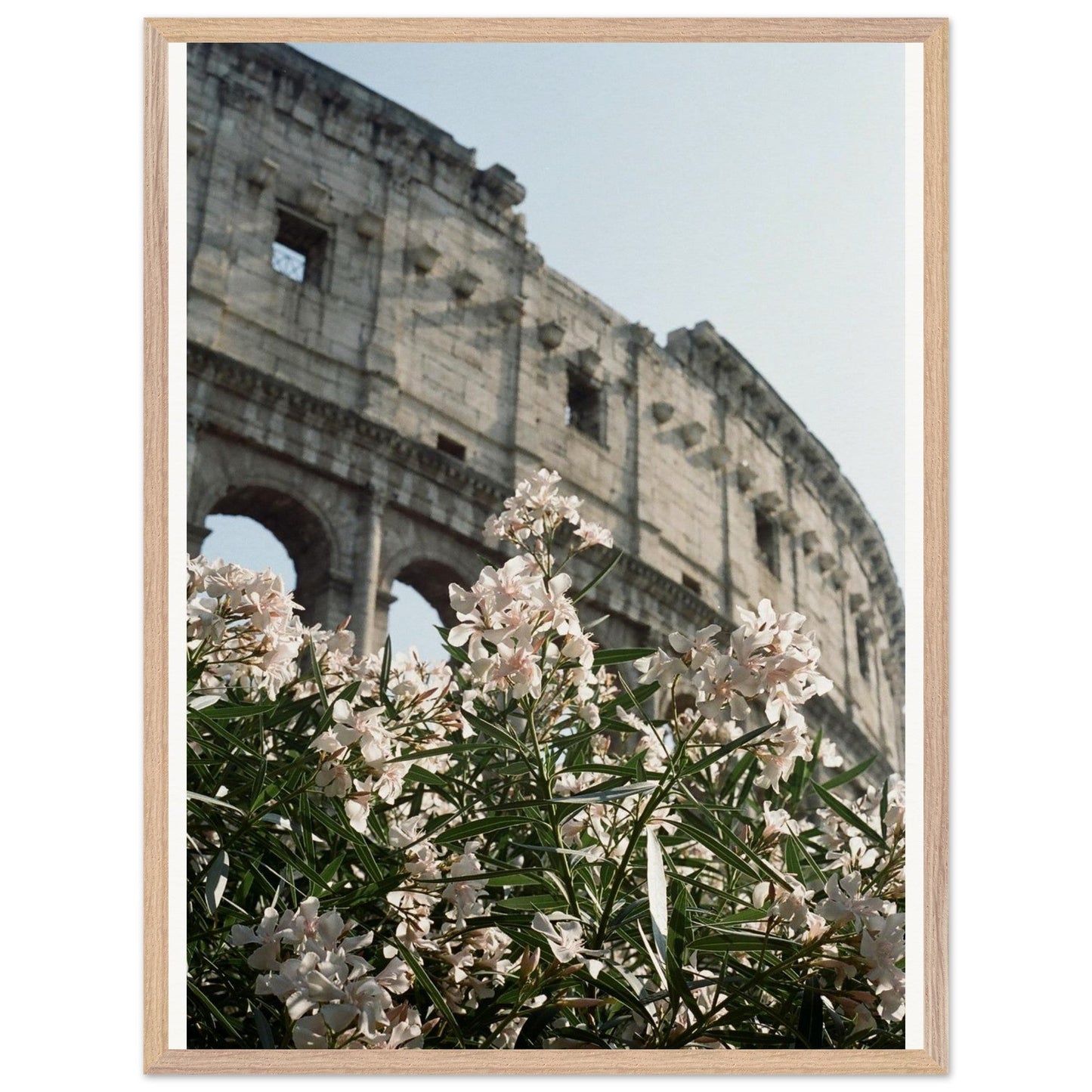 Colosseum Flower Filmproduct_typeMy Store9381300d - cf84 - 4ee6 - a385 - e3240cb62717ChristianSosa.art
