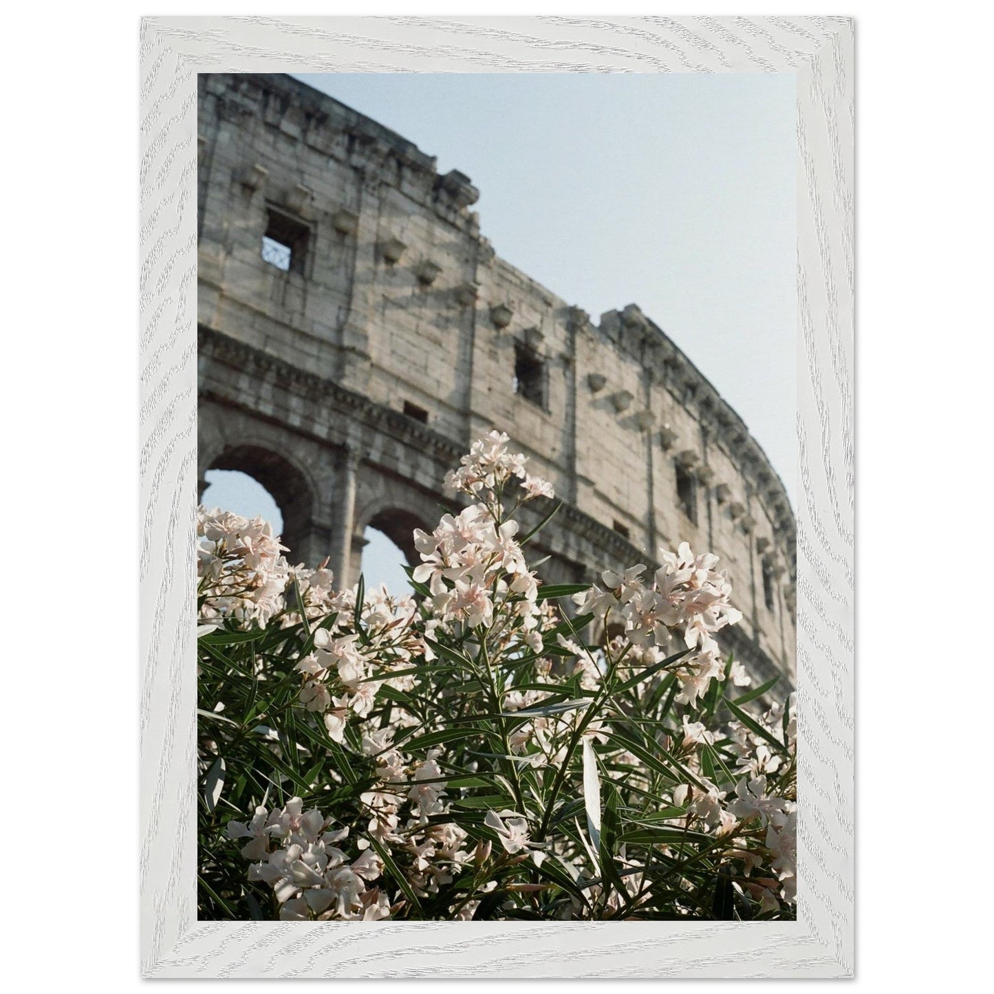 Colosseum Flower Filmproduct_typeMy Store47af82b9 - e9c0 - 4d68 - 9d4b - c43ffe2a6962ChristianSosa.art