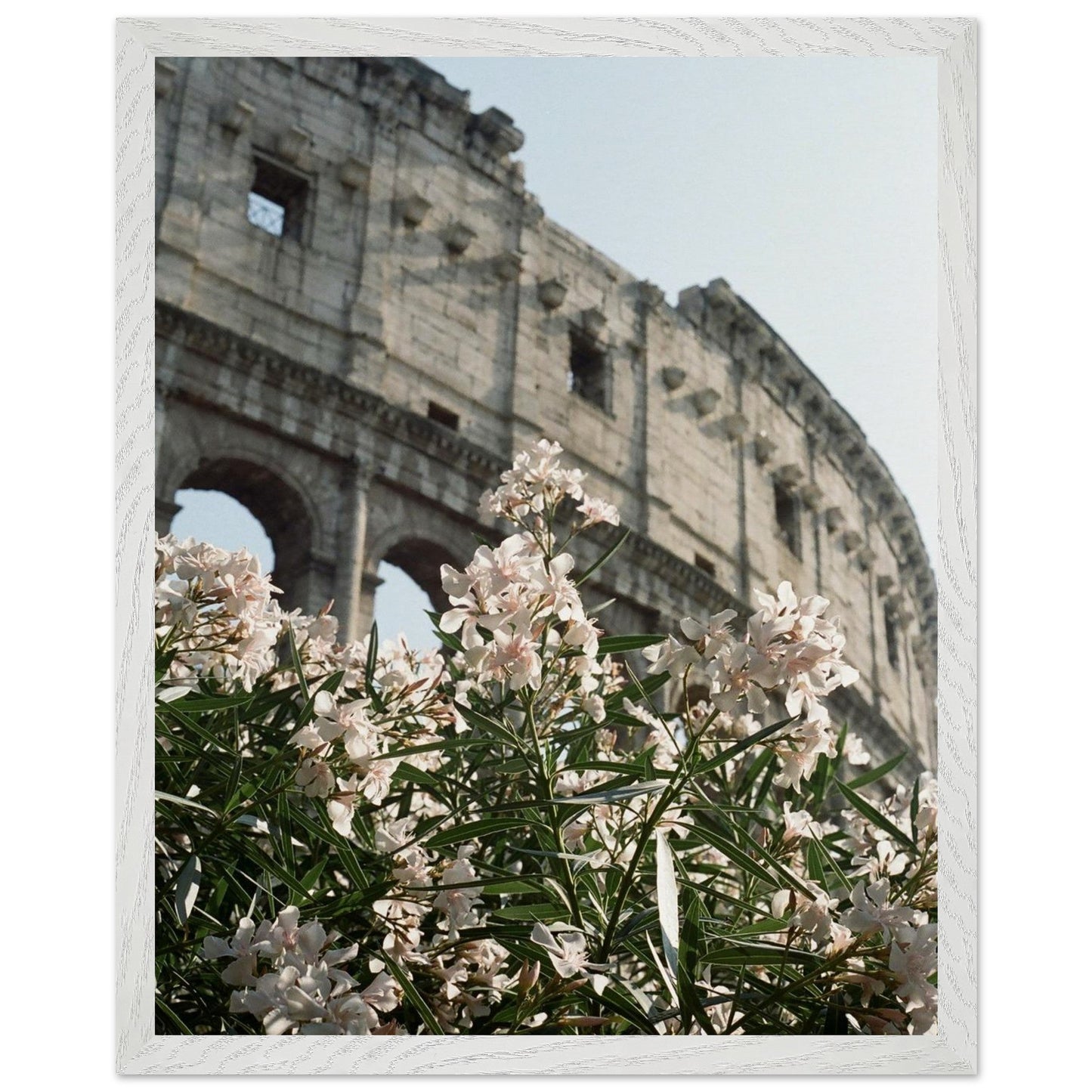 Colosseum Flower Filmproduct_typeMy Store56fd8409 - a476 - 4a62 - 87cb - 8cad83415814ChristianSosa.art