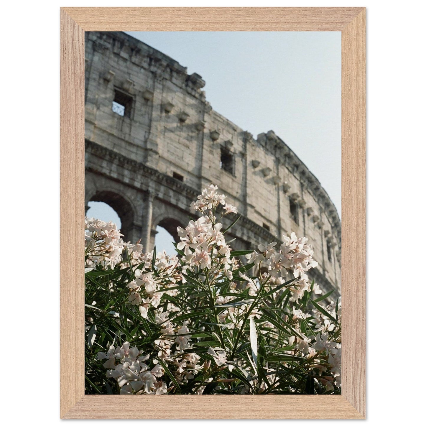 Colosseum Flower Filmproduct_typeMy Store88215cd6 - 8acb - 4b19 - 97ae - 7bf71d0f78f8ChristianSosa.art