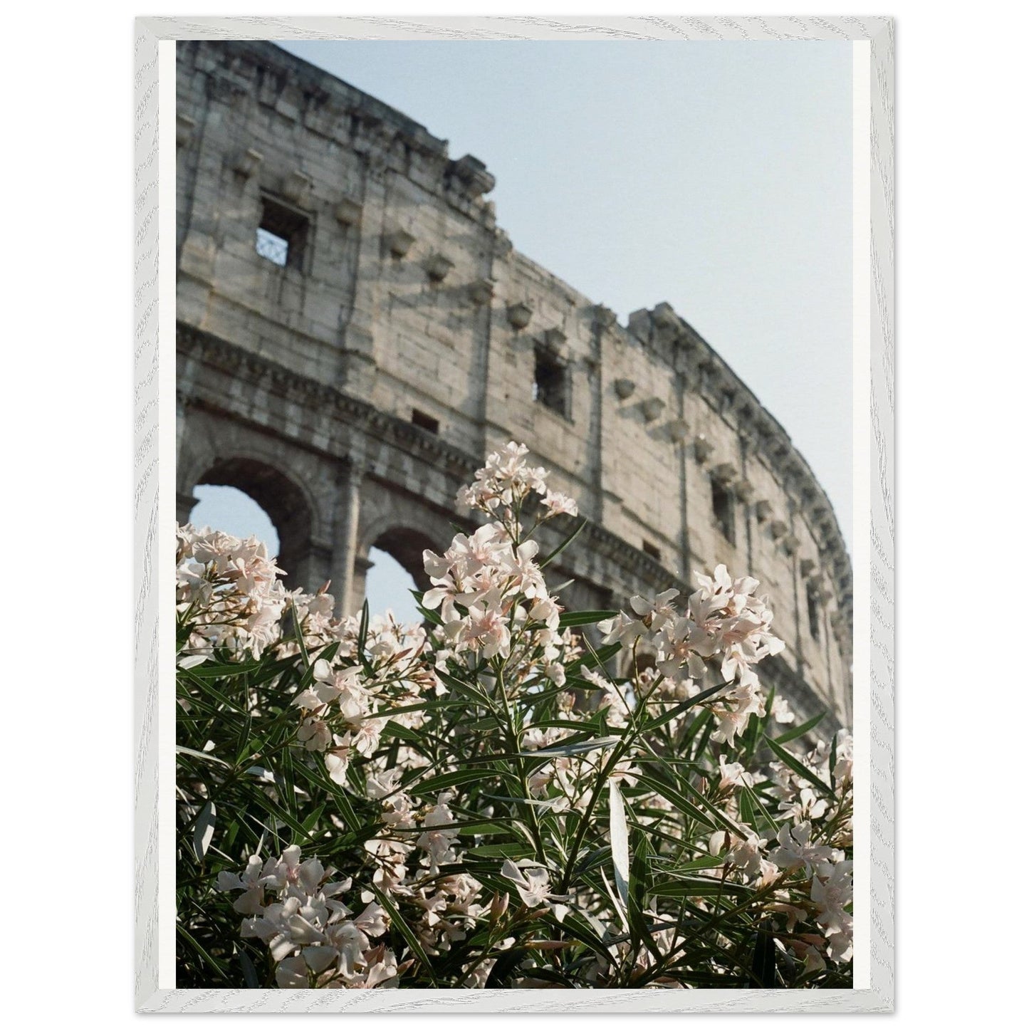 Colosseum Flower Filmproduct_typeMy Store8029a96b - 1ac6 - 4f65 - 9918 - 5925281e3a80ChristianSosa.art