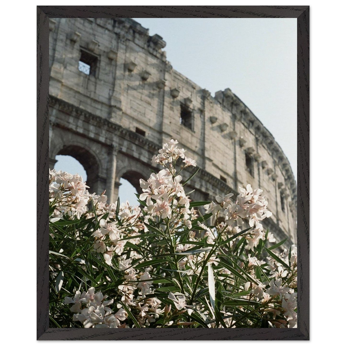 Colosseum Flower Filmproduct_typeMy Storeefd47f4b - 1df8 - 42a3 - 8ee7 - ba99d242b80dChristianSosa.art