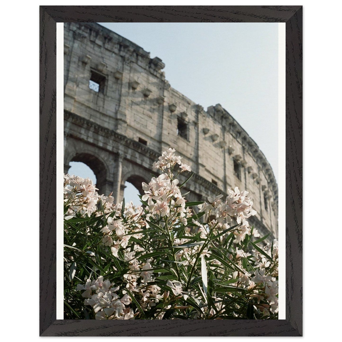 Colosseum Flower Filmproduct_typeMy Store128c3cd7 - fe6c - 488f - 82de - 3fabcebe5586ChristianSosa.art