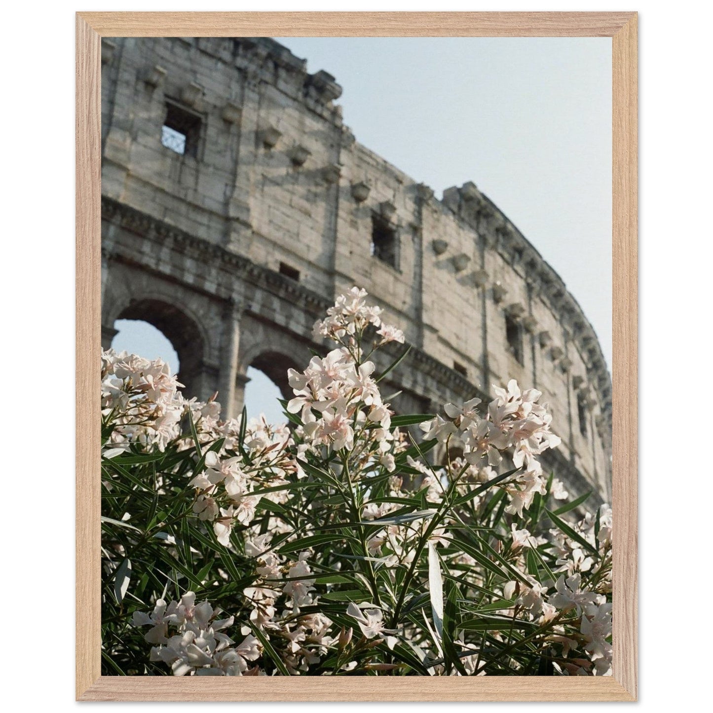Colosseum Flower Filmproduct_typeMy Storec5429a8a - a8c8 - 49f1 - 8ea4 - 0154284e76a0ChristianSosa.art