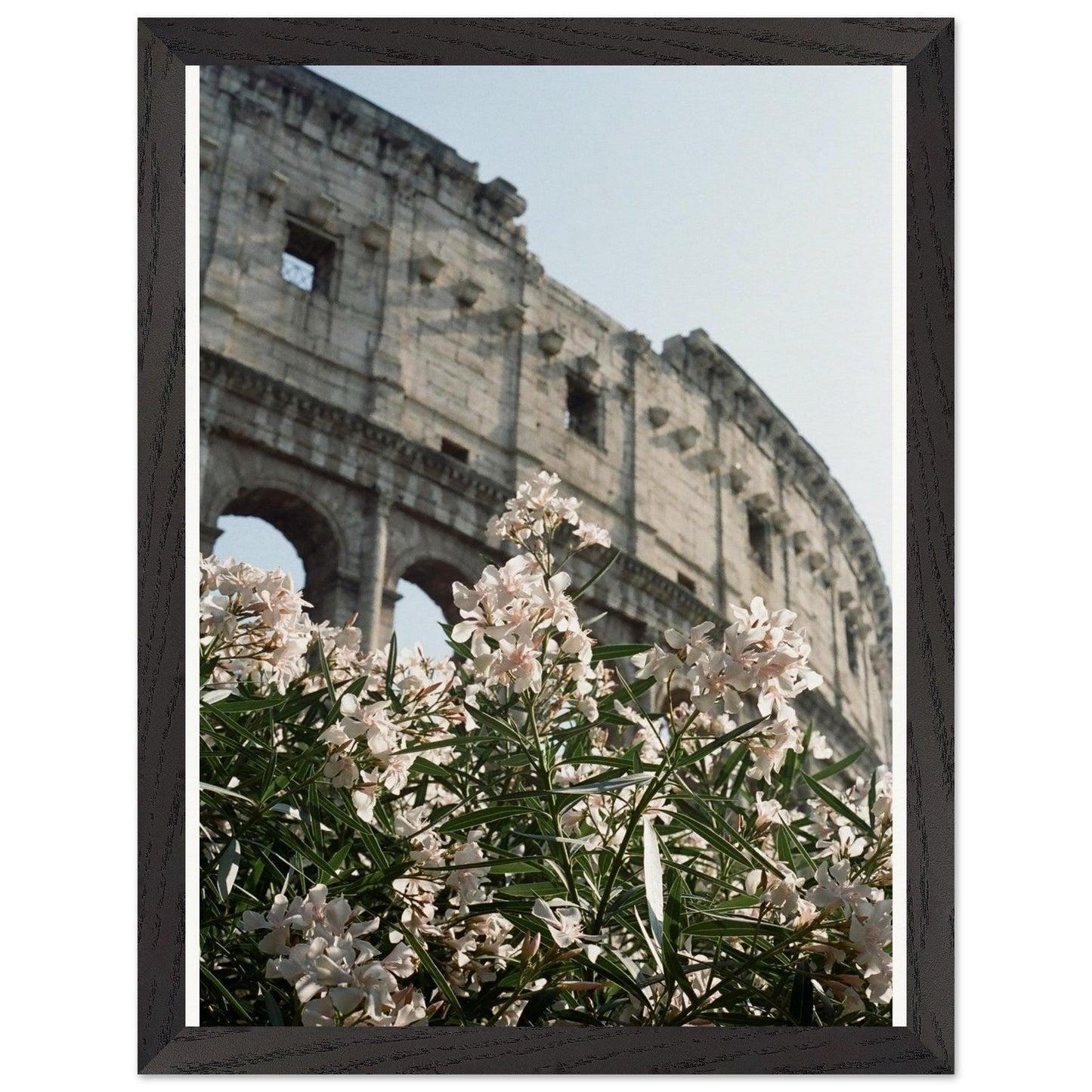 Colosseum Flower Filmproduct_typeMy Store1dfebc85 - 157f - 4f31 - bfa9 - 1237d32bfbfeChristianSosa.art