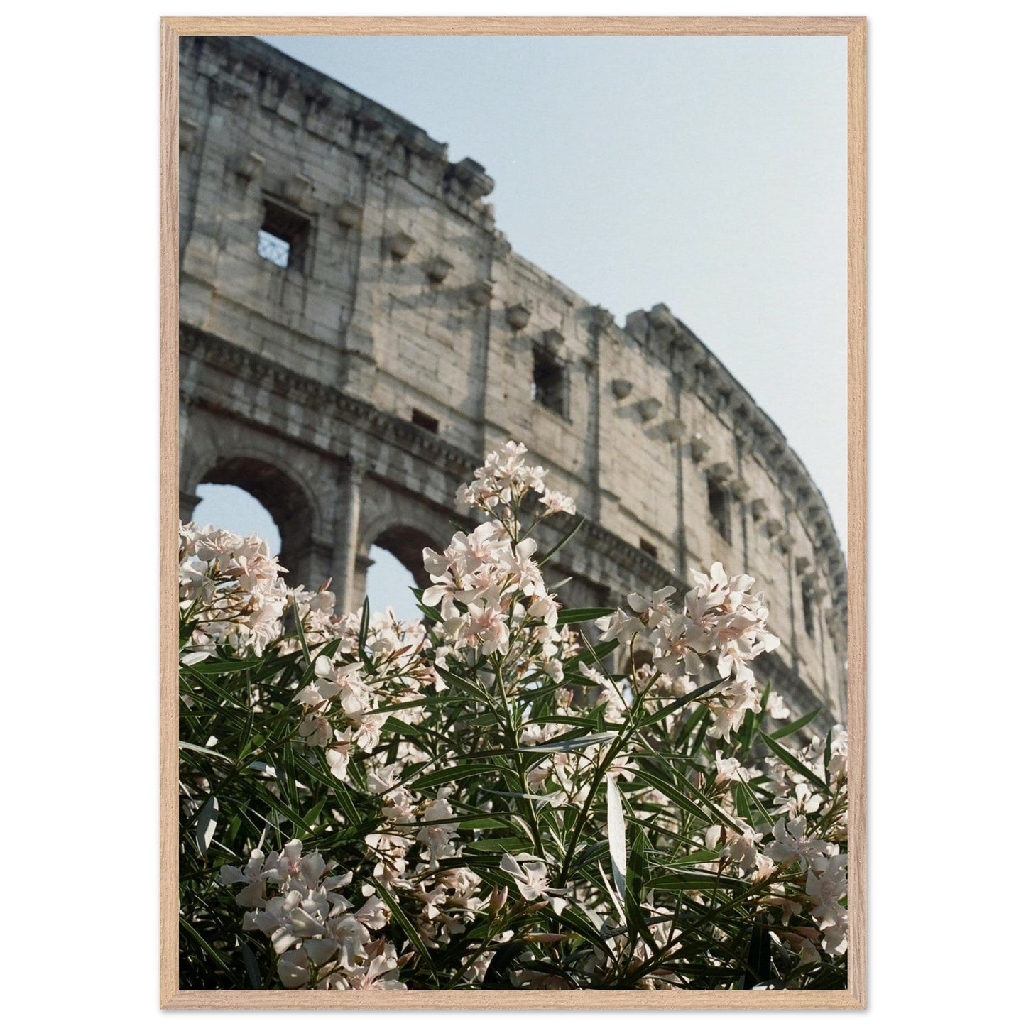 Colosseum Flower Filmproduct_typeMy Storec8238360 - 898b - 432f - 929f - eee53bad3664ChristianSosa.art