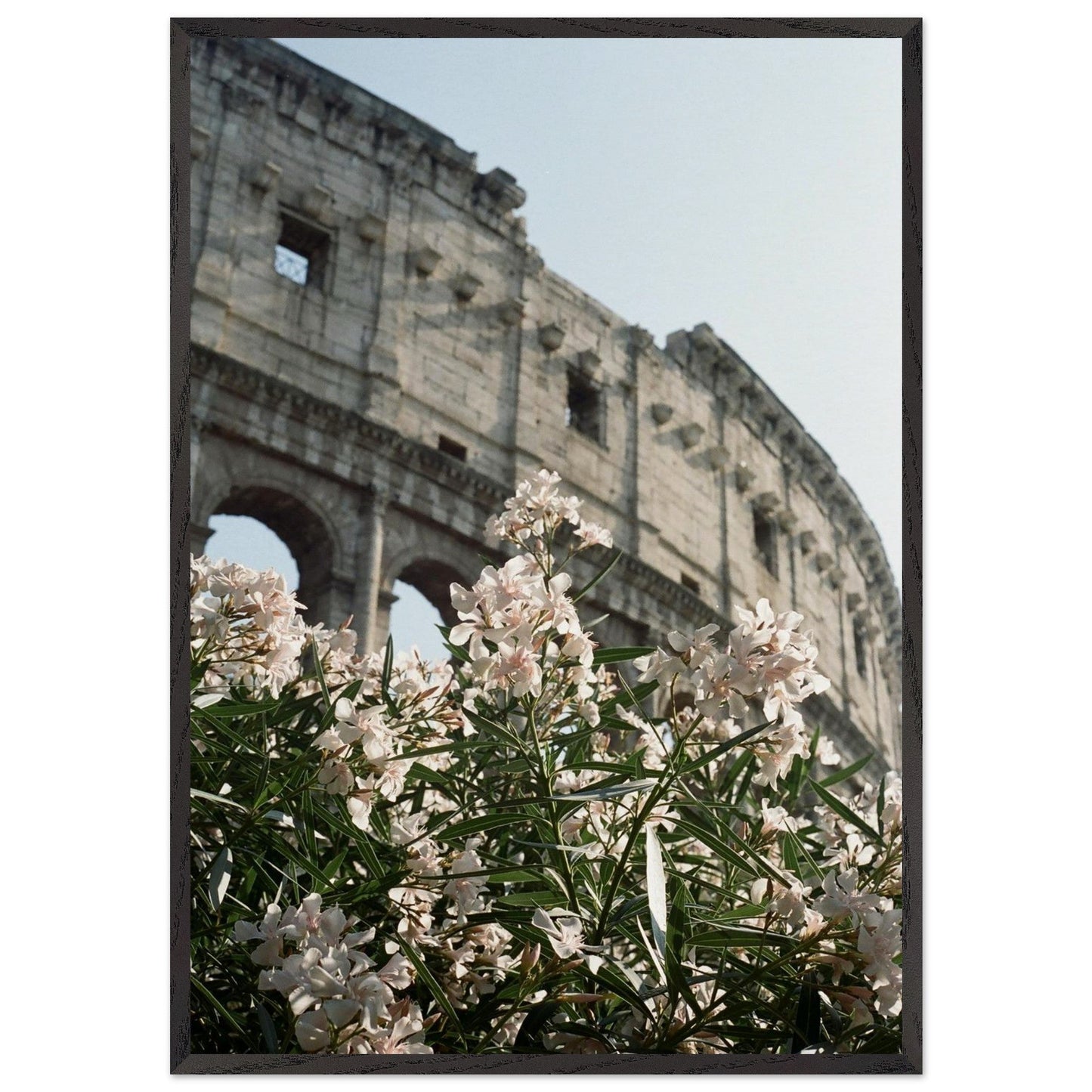 Colosseum Flower Filmproduct_typeMy Store26b1a127 - 7aa8 - 444d - bd35 - c354ae44b862ChristianSosa.art